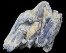 Kyanite Crystal Cluster with Quartz - Brazil #45004-2